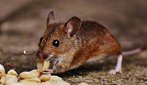Find Exterminators in Hettinger County